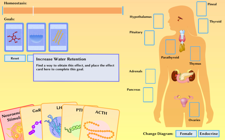 Pathways: The Endocrine System